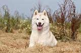 SIBERIAN HUSKY 115